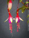 Tiny flowers of Fuchsia magellanica Arauco with healthy branching for sale at TOMs FLOWer CLUB