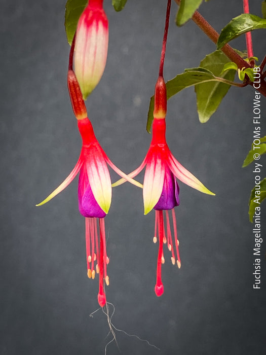 Tiny flowers of Fuchsia magellanica Arauco with healthy branching for sale at TOMs FLOWer CLUB