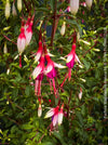 TOMs FLOWer CLUB cultivated Fuchsia magellanica Arauco with healthy branching