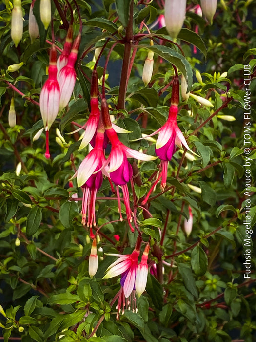 TOMs FLOWer CLUB cultivated Fuchsia magellanica Arauco with healthy branching