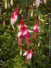 Pollinator-friendly hardy fuchsia attracting bees and beneficial insects