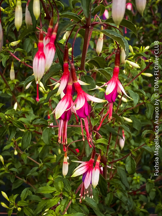 Pollinator-friendly hardy fuchsia attracting bees and beneficial insects