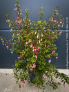 Healthy Fuchsia magellanica Arauco specimen grown for long-term garden performance and vitality
