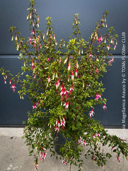 Healthy Fuchsia magellanica Arauco specimen grown for long-term garden performance and vitality