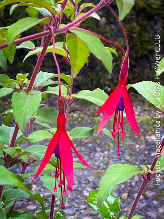 Flowers of Fuchsia Standard, Elegant Red-Lilac-Burgundy Flowering Garden Shrub, organically grown plants for sale at TOMs FLOWer CLUB