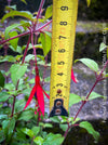 Fuchsia Magellanica, Elegant Red-Lilac-Burgundy Flowering Garden Shrub, organically grown hardy plants for sale at TOMs FLOWer CLUB