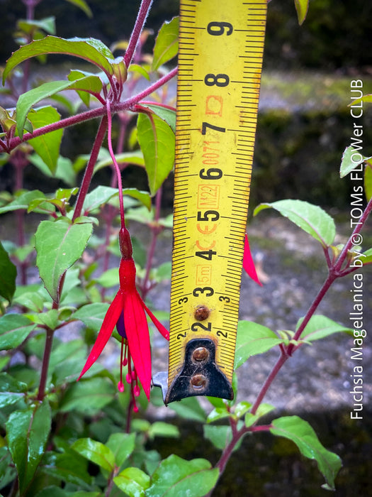 Fuchsia Magellanica, Elegant Red-Lilac-Burgundy Flowering Garden Shrub, organically grown hardy plants for sale at TOMs FLOWer CLUB