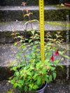 Fuchsia Magellanica, Elegant Red-Lilac-Burgundy Flowering Garden Shrub, organically grown hardy plants for sale at TOMs FLOWer CLUB