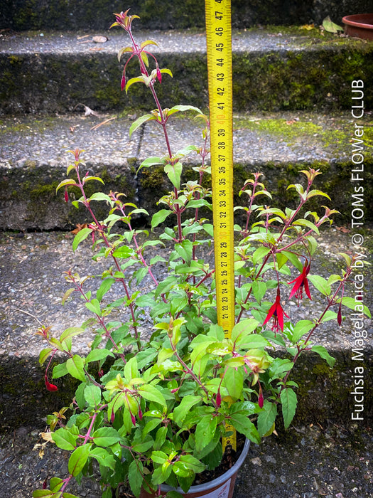 Fuchsia Magellanica, Elegant Red-Lilac-Burgundy Flowering Garden Shrub, organically grown hardy plants for sale at TOMs FLOWer CLUB