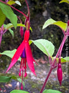 Fuchsia Magellanica, Elegant Red-Lilac-Burgundy Flowering Garden Shrub, organically grown hardy plants for sale at TOMs FLOWer CLUB