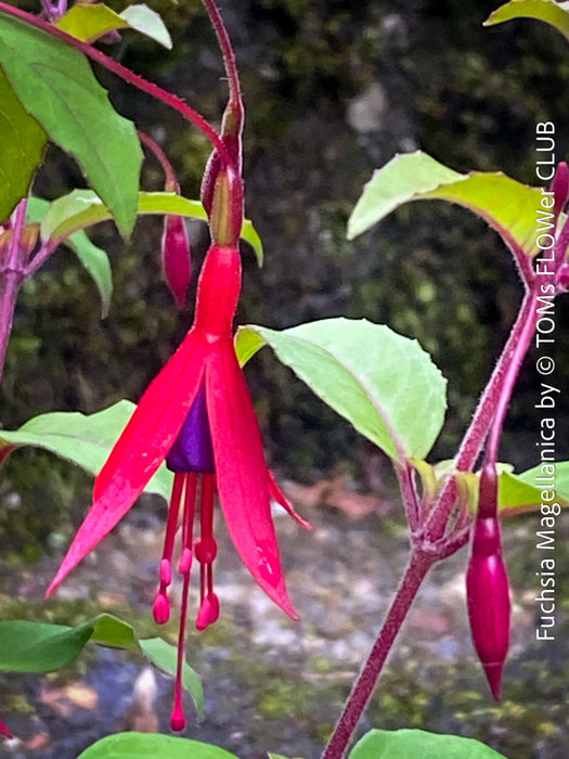 Fuchsia Magellanica, Elegant Red-Lilac-Burgundy Flowering Garden Shrub, organically grown hardy plants for sale at TOMs FLOWer CLUB