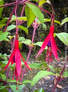 Fuchsia Magellanica, Elegant Red-Lilac-Burgundy Flowering Garden Shrub, organically grown hardy plants for sale at TOMs FLOWer CLUB