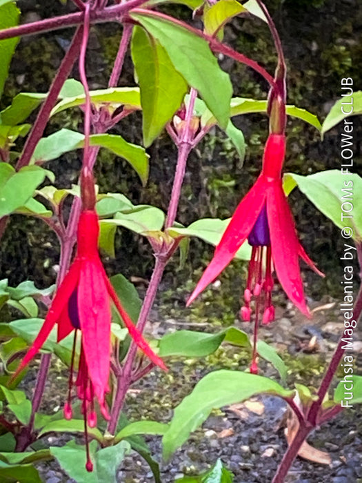 Fuchsia Magellanica, Elegant Red-Lilac-Burgundy Flowering Garden Shrub, organically grown hardy plants for sale at TOMs FLOWer CLUB
