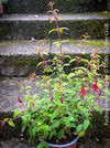 Fuchsia Magellanica, Elegant Red-Lilac-Burgundy Flowering Garden Shrub, organically grown hardy plants for sale at TOMs FLOWer CLUB