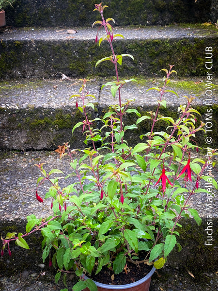 Fuchsia Magellanica, Elegant Red-Lilac-Burgundy Flowering Garden Shrub, organically grown hardy plants for sale at TOMs FLOWer CLUB