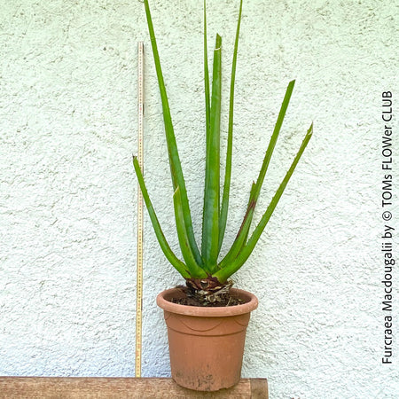 Furcraea macdougalii, organically grown succulent plants for sale at TOMs FLOWer CLUB.