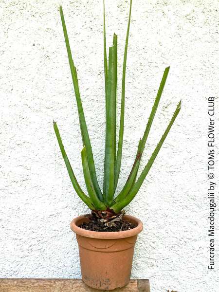 Furcraea macdougalii, organically grown succulent plants for sale at TOMs FLOWer CLUB.