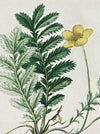 Gänsefingerkraut, Silverweed Cinquefoil, Potentilla Anserina, after watercolour by Elsa M. Felsko, 1954 in real wood frame, 22.5 x 21cm, behind glass, Druck, Grafika, coloured etching on paper, art for sale, TOMs FLOWer CLUB, TOMas Rodak, floral, antique, floral art.