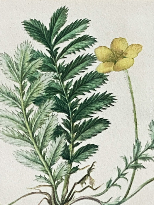 Gänsefingerkraut, Silverweed Cinquefoil, Potentilla Anserina, after watercolour by Elsa M. Felsko, 1954 in real wood frame, 22.5 x 21cm, behind glass, Druck, Grafika, coloured etching on paper, art for sale, TOMs FLOWer CLUB, TOMas Rodak, floral, antique, floral art.