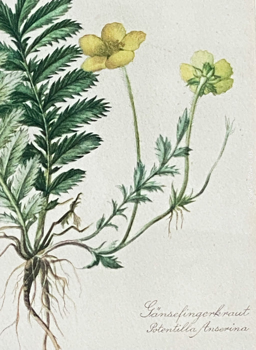 Gänsefingerkraut, Silverweed Cinquefoil, Potentilla Anserina, after watercolour by Elsa M. Felsko, 1954 in real wood frame, 22.5 x 21cm, behind glass, Druck, Grafika, coloured etching on paper, art for sale, TOMs FLOWer CLUB, TOMas Rodak, floral, antique, floral art.