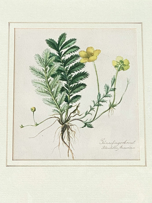 Gänsefingerkraut, Silverweed Cinquefoil, Potentilla Anserina, after watercolour by Elsa M. Felsko, 1954 in real wood frame, 22.5 x 21cm, behind glass, Druck, Grafika, coloured etching on paper, art for sale, TOMs FLOWer CLUB, TOMas Rodak, floral, antique, floral art.