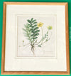 Gänsefingerkraut, Silverweed Cinquefoil, Potentilla Anserina, after watercolour by Elsa M. Felsko, 1954 in real wood frame, 22.5 x 21cm, behind glass, Druck, Grafika, coloured etching on paper, art for sale, TOMs FLOWer CLUB, TOMas Rodak, floral, antique, floral art.