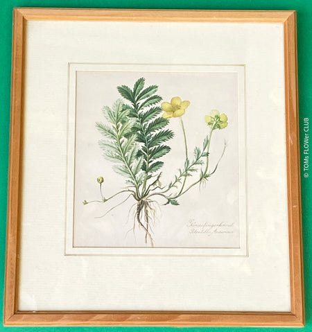 Gänsefingerkraut, Silverweed Cinquefoil, Potentilla Anserina, after watercolour by Elsa M. Felsko, 1954 in real wood frame, 22.5 x 21cm, behind glass, Druck, Grafika, coloured etching on paper, art for sale, TOMs FLOWer CLUB, TOMas Rodak, floral, antique, floral art.