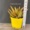 Gasteraloe green gold, organically grown succulent plants for sale at TOMs FLOWer CLUB.