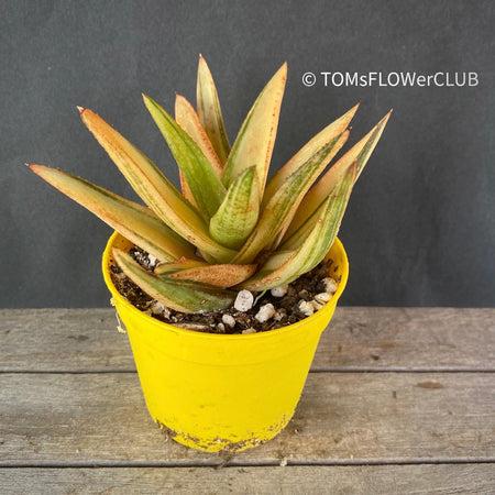 Gasteraloe green gold, organically grown succulent plants for sale at TOMs FLOWer CLUB.