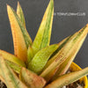 Gasteraloe green gold, organically grown succulent plants for sale at TOMs FLOWer CLUB.