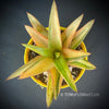 Gasteraloe green gold, organically grown succulent plants for sale at TOMs FLOWer CLUB.