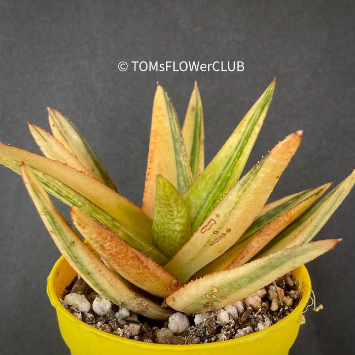 Gasteraloe green gold, organically grown succulent plants for sale at TOMs FLOWer CLUB.