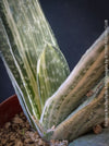 Gasteria Brachyphylla Albo Variegata, organically grown rare succulent plants for sale at TOMs FLOWer CLUB in Zurich, Switzerland.