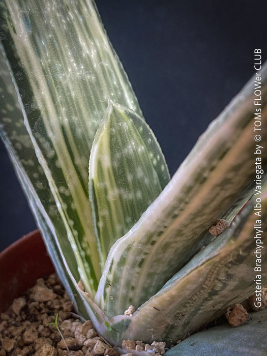 Gasteria Brachyphylla Albo Variegata, organically grown rare succulent plants for sale at TOMs FLOWer CLUB in Zurich, Switzerland.