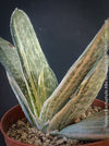 Gasteria Brachyphylla Albo Variegata, organically grown rare succulent plants for sale at TOMs FLOWer CLUB in Zurich, Switzerland.