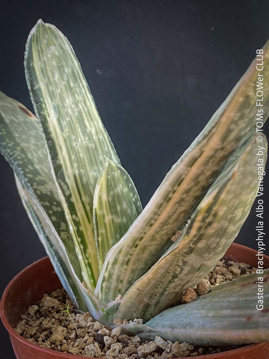 Gasteria Brachyphylla Albo Variegata, organically grown rare succulent plants for sale at TOMs FLOWer CLUB in Zurich, Switzerland.
