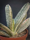 Gasteria Brachyphylla Albo Variegata, organically grown rare succulent plants for sale at TOMs FLOWer CLUB in Zurich, Switzerland.