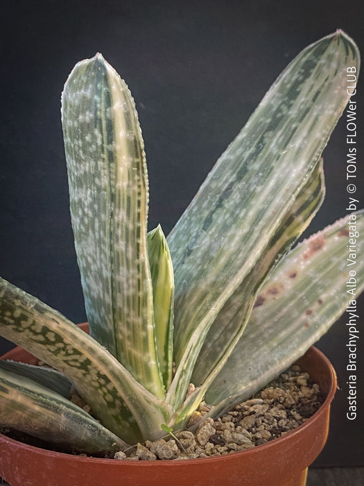 Gasteria Brachyphylla Albo Variegata, organically grown rare succulent plants for sale at TOMs FLOWer CLUB in Zurich, Switzerland.
