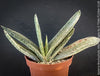Gasteria Brachyphylla Albo Variegata, organically grown rare succulent plants for sale at TOMs FLOWer CLUB in Zurich, Switzerland.