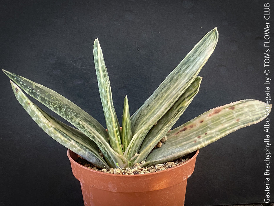 Gasteria Brachyphylla Albo Variegata, organically grown rare succulent plants for sale at TOMs FLOWer CLUB in Zurich, Switzerland.