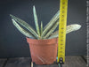 Gasteria Brachyphylla Albo Variegata, organically grown rare succulent plants for sale at TOMs FLOWer CLUB in Zurich, Switzerland.