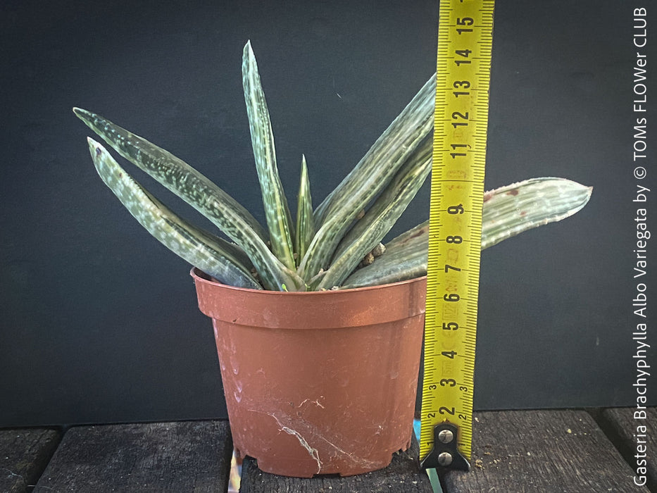 Gasteria Brachyphylla Albo Variegata, organically grown rare succulent plants for sale at TOMs FLOWer CLUB in Zurich, Switzerland.