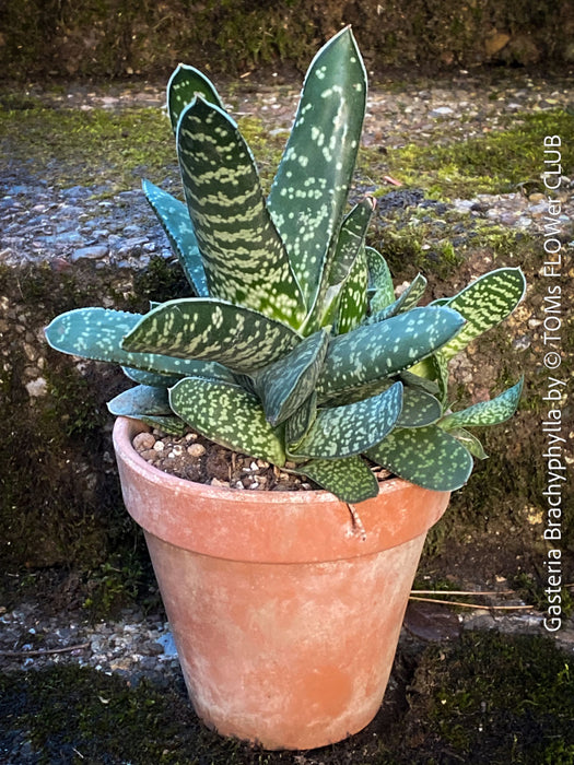 Gasteria Brachyphylla in a clay pot, organically grown succulent plants for sale at TOMs FLOWer CLUB.
