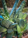 Gasteria Brachyphylla in a clay pot, organically grown succulent plants for sale at TOMs FLOWer CLUB.