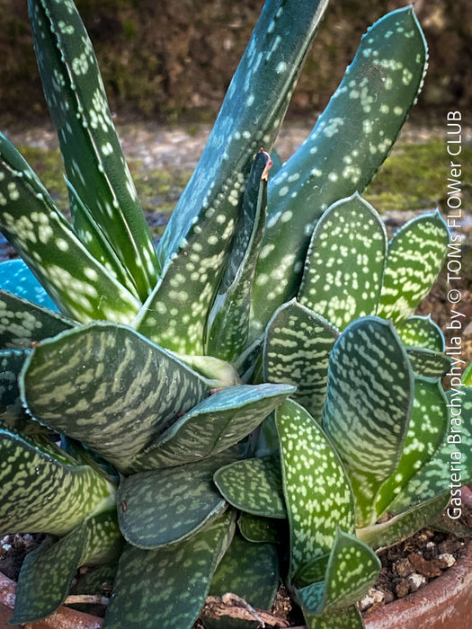 Gasteria Brachyphylla in a clay pot, organically grown succulent plants for sale at TOMs FLOWer CLUB.