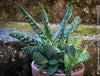 Gasteria Brachyphylla in a clay pot, organically grown succulent plants for sale at TOMs FLOWer CLUB.