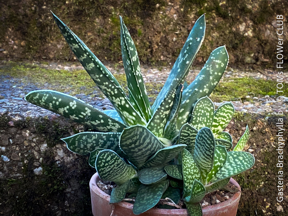 Gasteria Brachyphylla in a clay pot, organically grown succulent plants for sale at TOMs FLOWer CLUB.