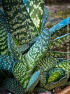 Gasteria Brachyphylla in a clay pot, organically grown succulent plants for sale at TOMs FLOWer CLUB.