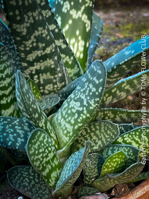 Gasteria Brachyphylla in a clay pot, organically grown succulent plants for sale at TOMs FLOWer CLUB.