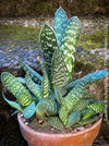 Gasteria Brachyphylla in a clay pot, organically grown succulent plants for sale at TOMs FLOWer CLUB.